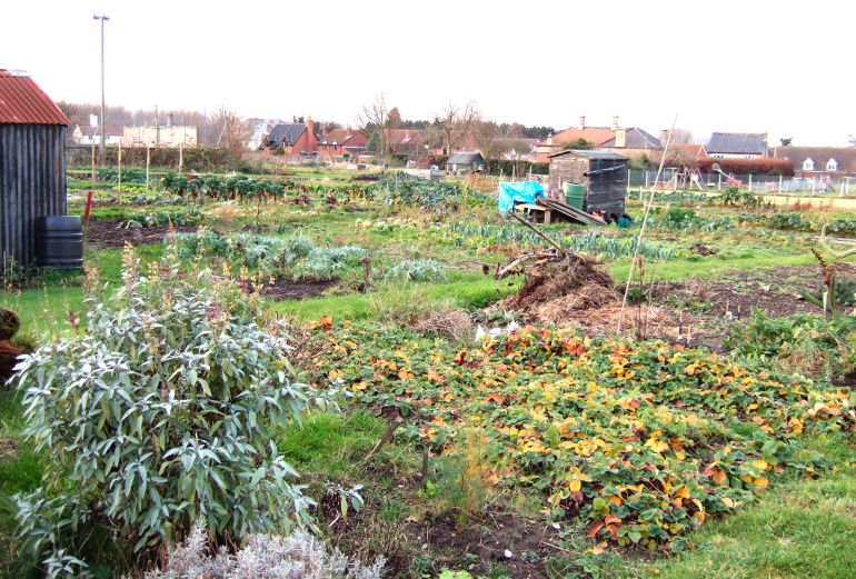 Wangford Allotments